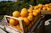 Boxes Full of Fresh Oranges