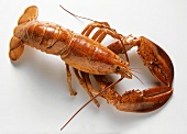 A boiled lobster on white background