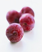 Four red plums on white background