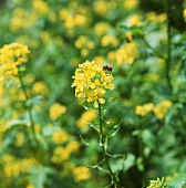Blühendes Rapsfeld, im Vordergrund eine Rapsblüte mit Biene