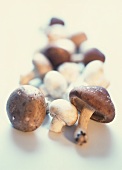 Various mushrooms on white background