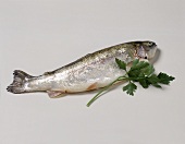 A fresh trout with a sprig of parsley