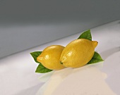 Two lemons side by side in front of lemon leaves
