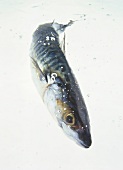 A Mackeral in Water