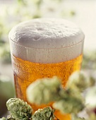 A glass of light beer behind hop sprigs