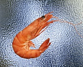 A cooked shrimp on a sheet of glass