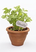 Parsley in terracotta pot with label