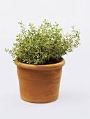 Thyme in a clay pot