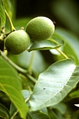 Walnuts in their green shells on the tree