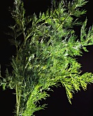A bunch of dill against black background 