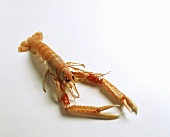 Boiled langoustine on white background