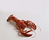 A boiled lobster on white background