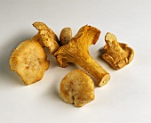 Chanterelles on a light background