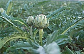 Artichokes with dew drops in a field (Brittany)