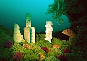 Marine landscape of lettuce, cheese and fruit with a fish