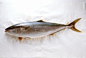 Jack fish (horse mackerel) on white corrugated background 