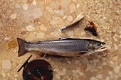Brook trout on brown marble with fishing tackling