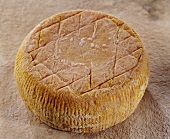 Muracciole, a sheep's cheese, on reddish background