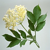 Elderflowers on a branch