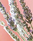 Sugared lavender flowers