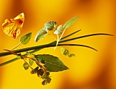 Various herbs on yellow background