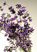 Lavender with flowers