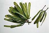 Petaibohnen (Parkia Speciosa)