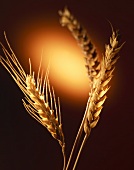 Ears of corn against reddish background