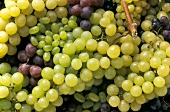Various green and red grape varieties (close-up)