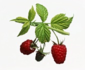 Raspberries, one unripe, on a branch