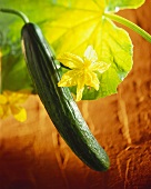 Cucumber with cucumber flower and leaf