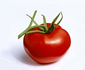 A vine tomato on a white background