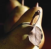Pears, one with brown leaf on the stalk