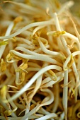 Soya sprouts (filling the picture)