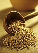 Barley with wooden scoop