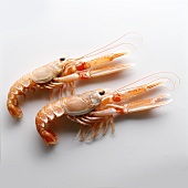 Two scampi on light background