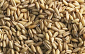 Oats (filling the picture)