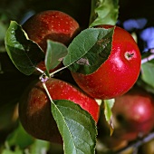 Red apples (variety: Morgenduft) on a branch