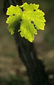 A vine leaf on the vine