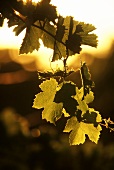 Vine leaves against a sunset