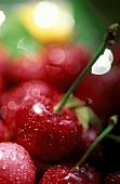 Red Cherries with Water Drops