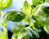 Fresh basil with drops of water