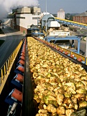 Sugar beet going to the sugar fabric on a conveyor belt