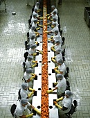 Women checking carrots on conveyor belt