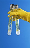 Hand holding in vitro cultures of cereals in test tubes