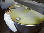 Sample being taken from vat of renneted milk (cheese making)