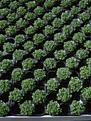 Parsley in pots in a greenhouse