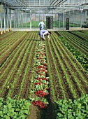 Vegetable growing in greenhouse:female workers picking radishes