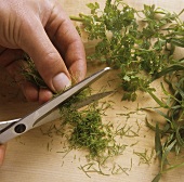 Finely chopping dill with scissors