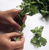 Picking the leaves off parsley